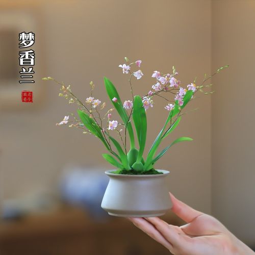 文心兰梦香兰小兰花m苗好养易活的绿植花卉盆栽客厅花卉植物室内