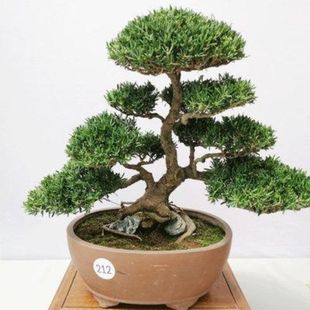 罗汉松盆景造型树迎客松真树植物室内盆栽桌面发财树绿植好养雀舌