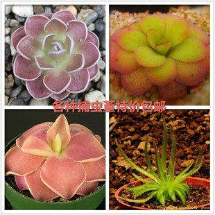 捕虫堇套餐捕蝇草驱蚊草猪笼草小型盆栽绿植P多肉办公室蚊虫克星