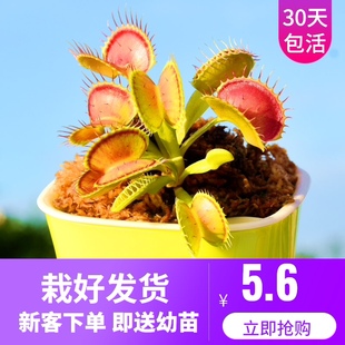 捕蝇草食人花猪笼草盆栽食虫v植物食蝇草食虫草茅膏菜种子室内阳