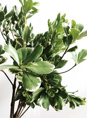 金边花叶海桐鲜切花小众精品配叶家庭瓶插花艺婚庆节日比赛装饰用