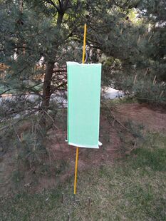 中捷四方白蜡窄吉丁性诱剂诱捕器信息素引诱装置农具林业诱捕