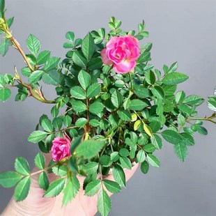 玫瑰植物桌面超迷你微型盆栽室内绿植客厅花卉盆景四季 姬月季 开花