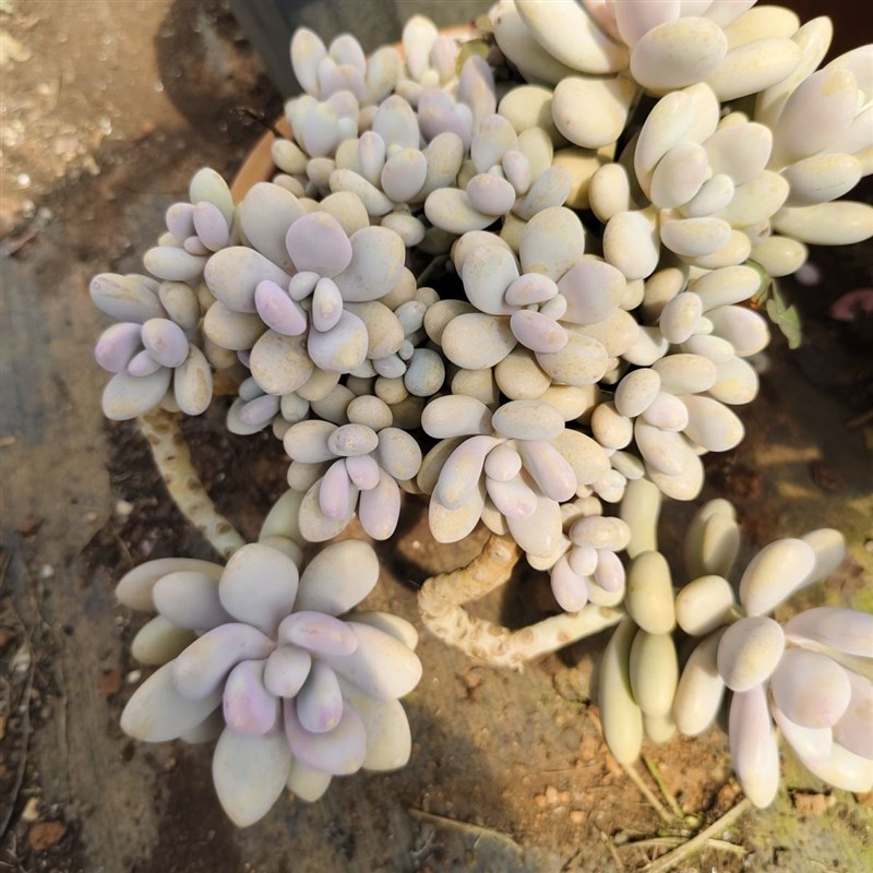 桃蛋老桩整桩多肉植物盆栽肉新手植物办公室创意花卉绿植懒人好养