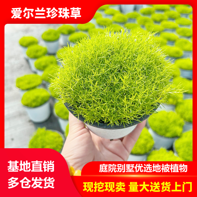 爱尔兰珍珠草盆栽多年生耐寒耐热