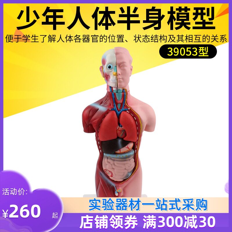 人体半身模型 物理器材 教学实验器材 仪器R用品 39053