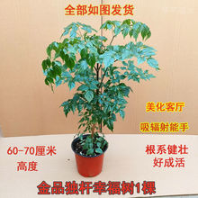 幸福树盆栽大叶绿宝客厅好养花卉绿植室内办公室大型四季常绿平安