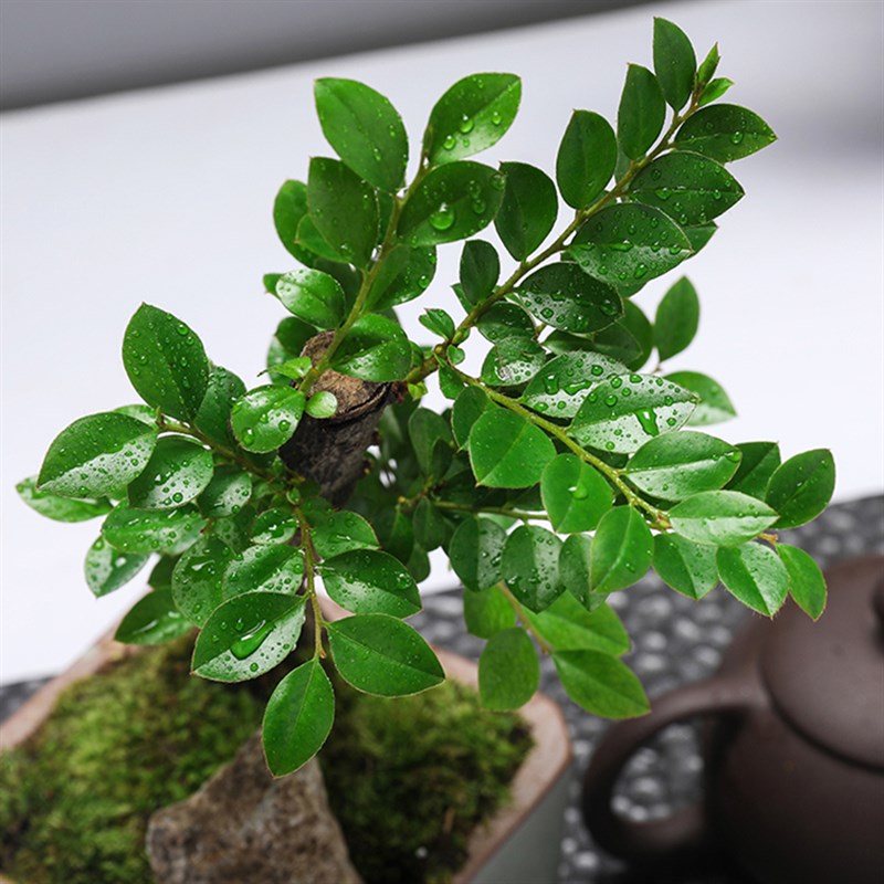 小叶紫檀盆栽植物室内黑骨茶盆景办公室桌面四季常青绿植老桩树苗