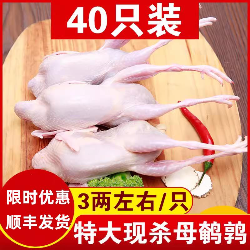 新货【顺丰】特大40只现杀鹌鹑放血母鹌鹑去内脏新鲜白条鹌鹑烧烤