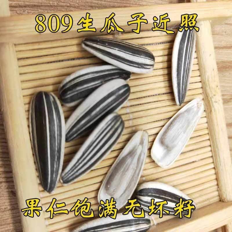 5斤新货生瓜子 葵花籽散装大粒原味809瓜子薄皮饱满3斤2斤