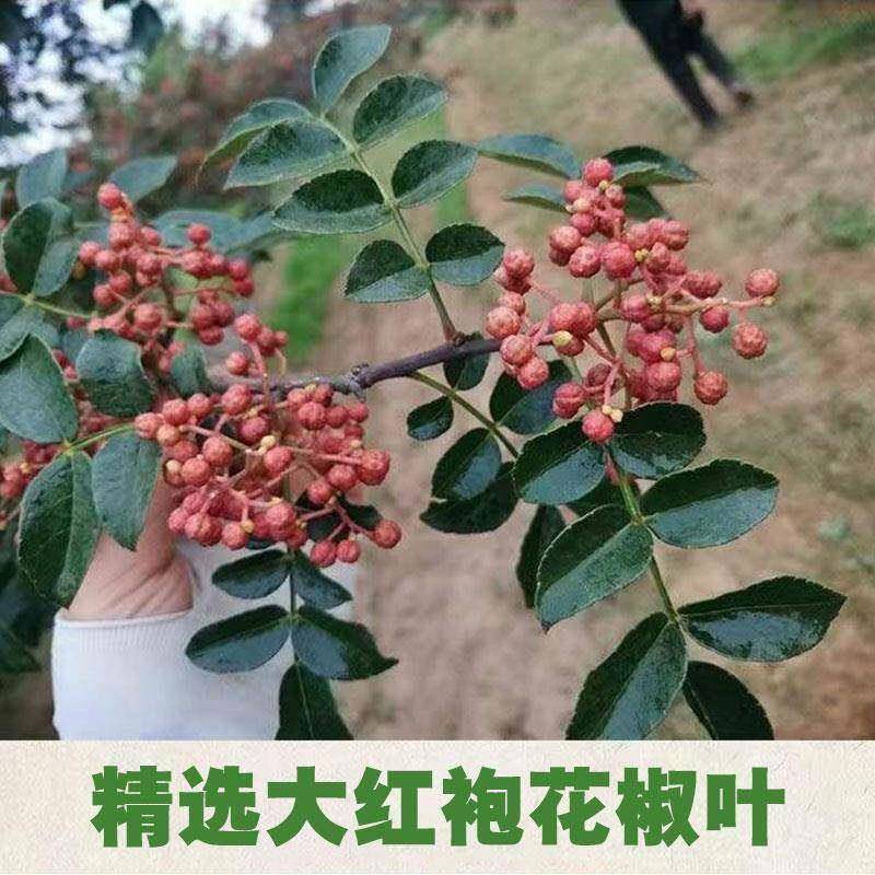 甘肃特产花椒叶粉食用干碎花椒叶子大红袍干净蒸馒头烙饼麻香调料