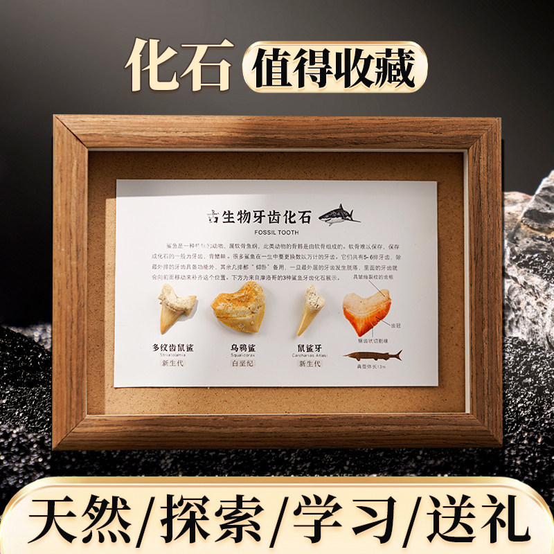 天然鲨鱼牙齿相框远古生物化石桌台摆件海洋动物昆虫标本工艺挂框