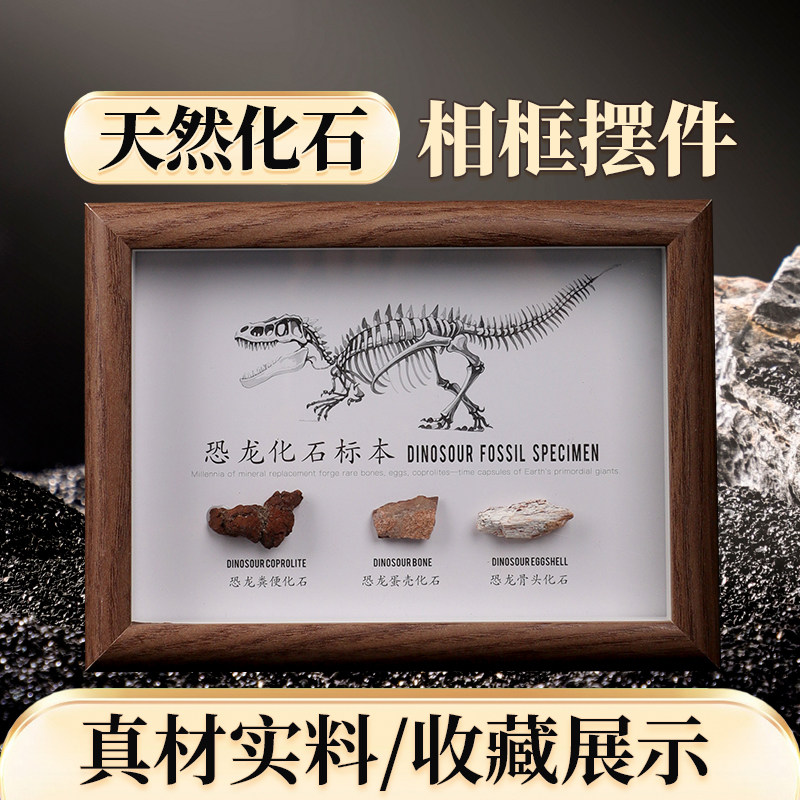 天然化石标本相框古生物文创摆件菊石鲨鱼牙齿恐龙装饰工艺品挂画
