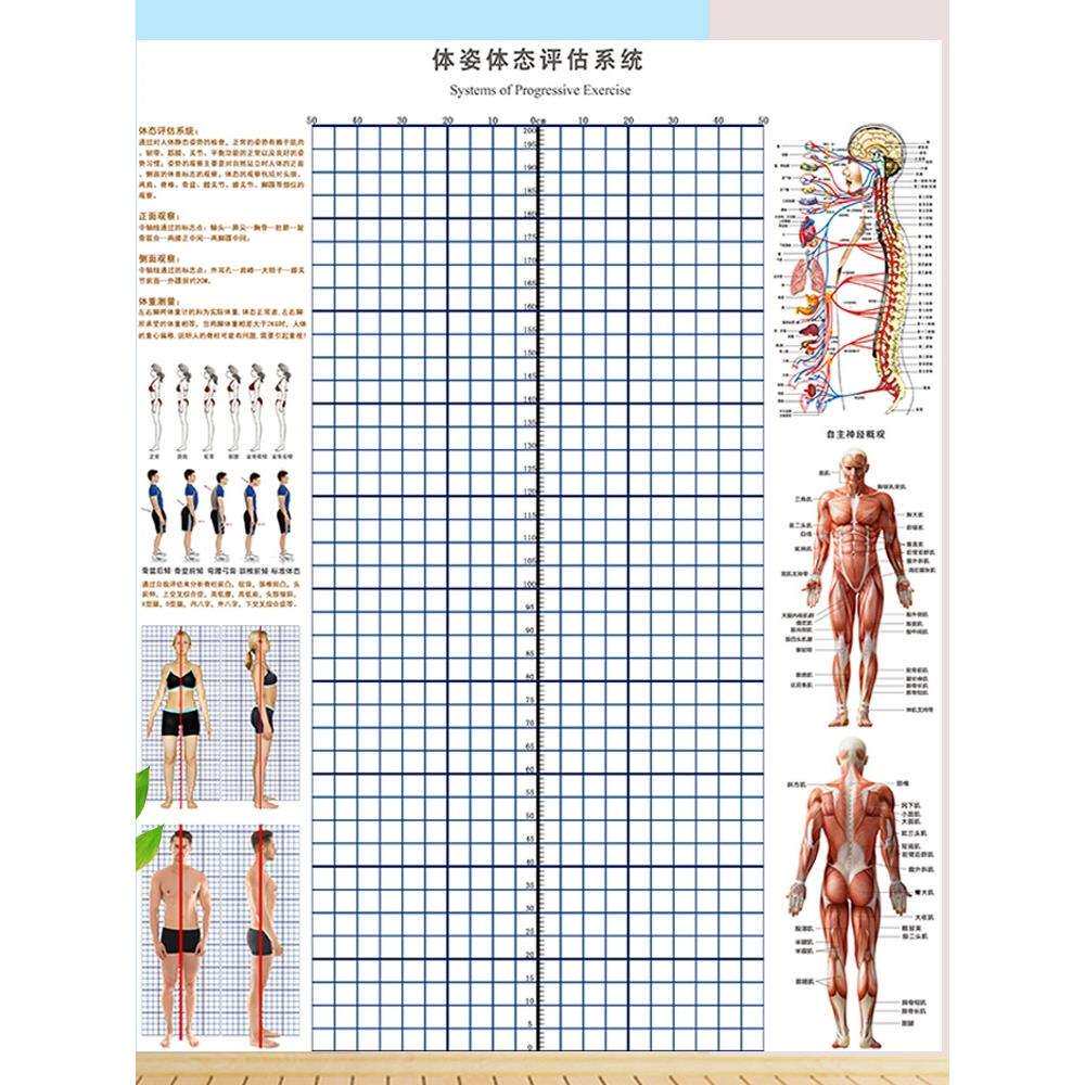 体态评估图健身房体测表瑜伽私教站姿形体脊椎身体装饰美式其他