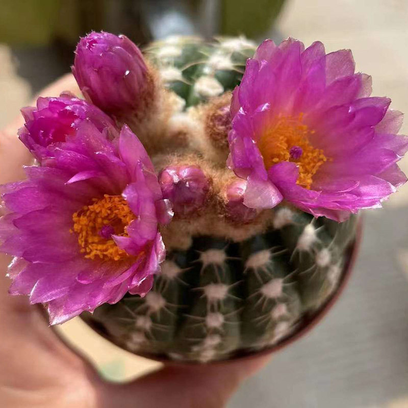 基地直供炫美玉仙人球小盆栽