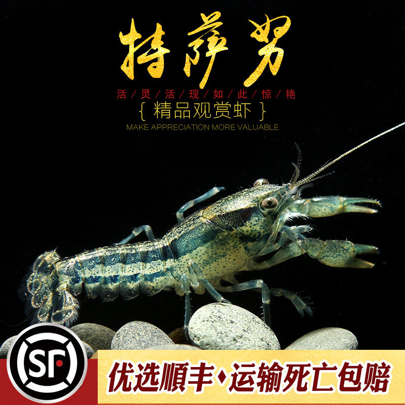 侏儒虾观赏宠物淡水蓝色橙色橘色特萨努小龙迷你鳌虾水草缸清洁虾