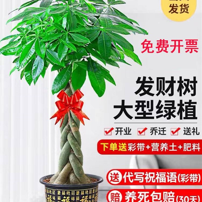 发财树客厅盆栽大室内植物好养易活大型盆景Q大棵招财树落地绿植