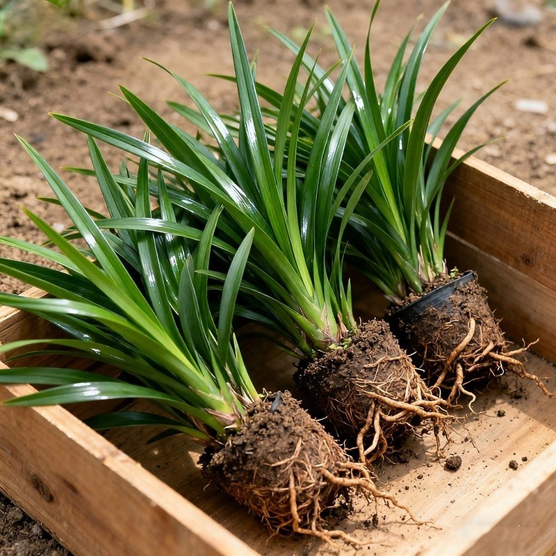 墨兰兰花苗精品花卉盆栽室内阳台浓香绿植物金边企黑四季耐寒好养