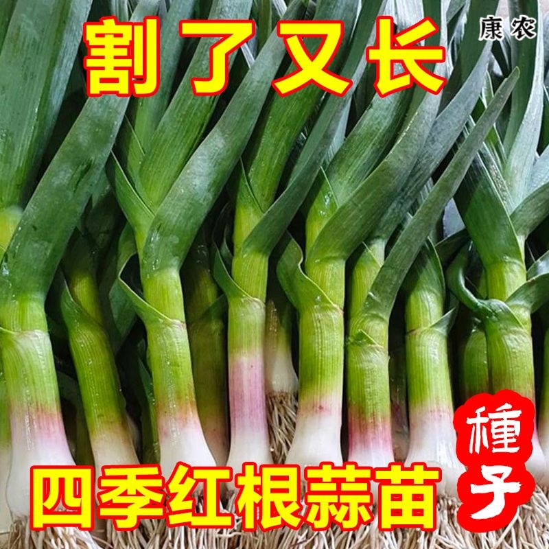 大蒜苗种子红根香蒜硬叶蒜苗一年四季三茬连续均可种植蒜苗种籽子