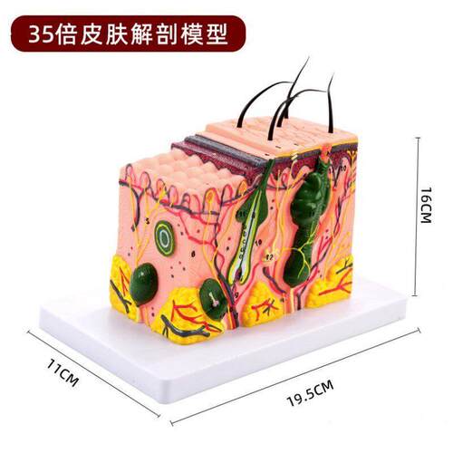 立体皮肤组织结构层次放大解剖模型医教学头皮毛发生理结构图模块