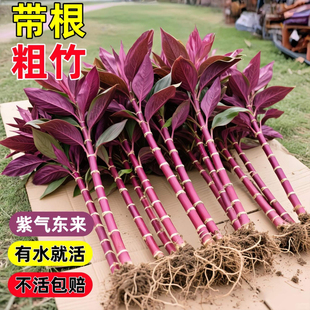 紫竹富贵竹水培植物鸿运竹带根粗杆龙竹客厅招财竹子室内转运绿植