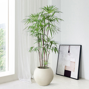 金山棕竹盆栽小叶细叶棕大型办公室植物庭院净R化空气室内客厅绿