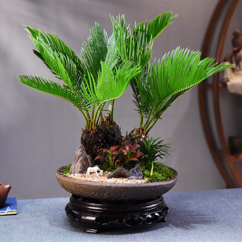 铁树盆栽绿植阳台客厅办公桌面中式盆景植物O好养美观微景观礼物