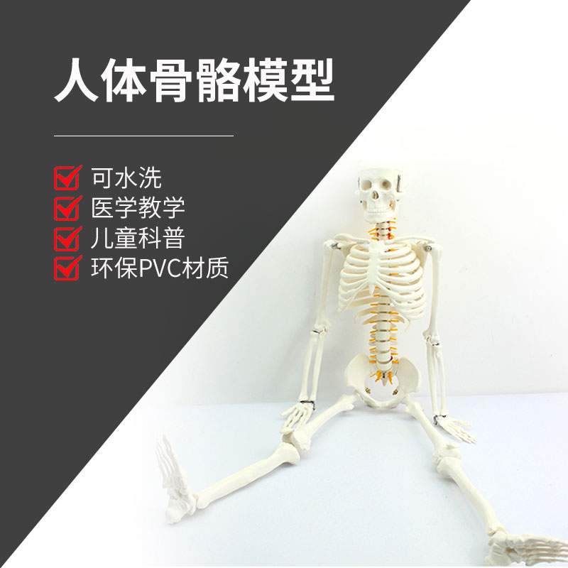 共9款丨人体骨骼模型骨架骷髅全身可拆卸带肌P肉医学教学结构仿真