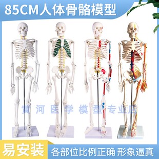 可拆卸人体骨骼模型迷你全身附肌肉起止点医学W解剖模型玩具