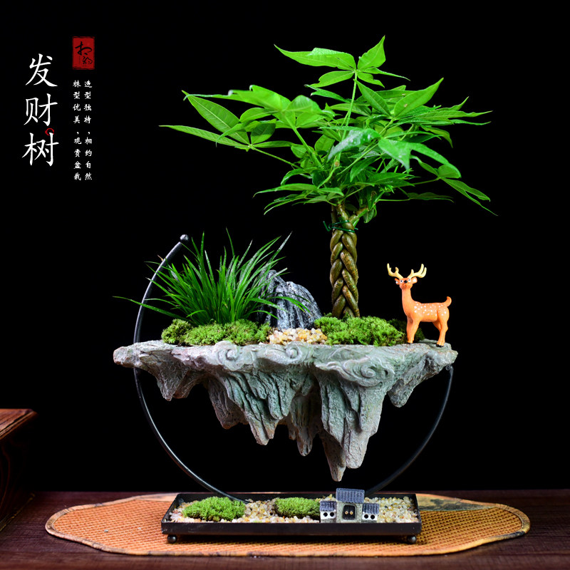 发财树盆栽富贵竹绿植室内文竹桌面办H公茶室艺术盆景观赏摆件礼