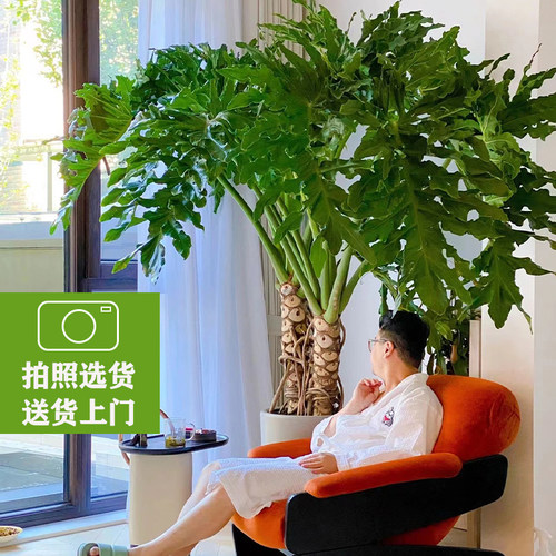 老桩龙鳞春羽f盆栽大型绿植室内客厅网红造型办公室净化空气植物