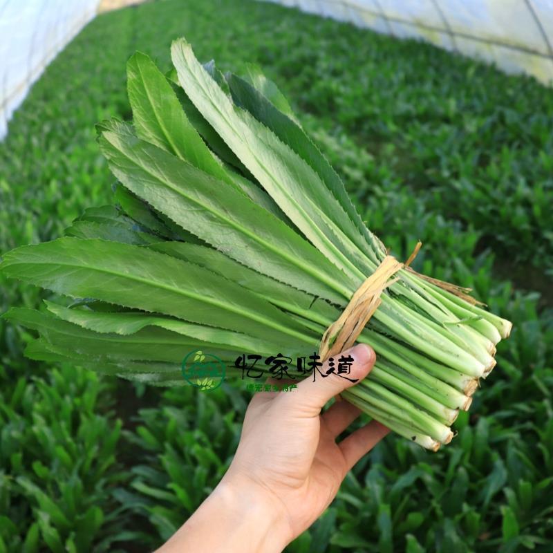 云南香菜新鲜刺芫荽刺芹老缅芫荽泰国德宏傣味调料大香菜1斤特产