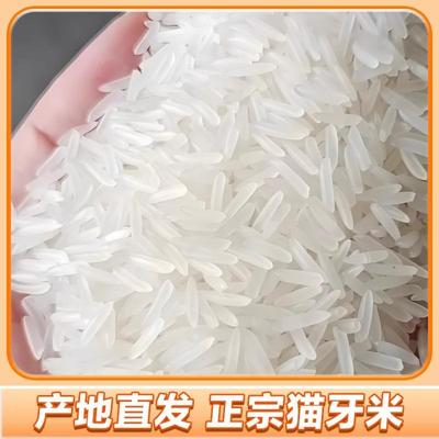 极速绿宝贡农家丝苗米当季