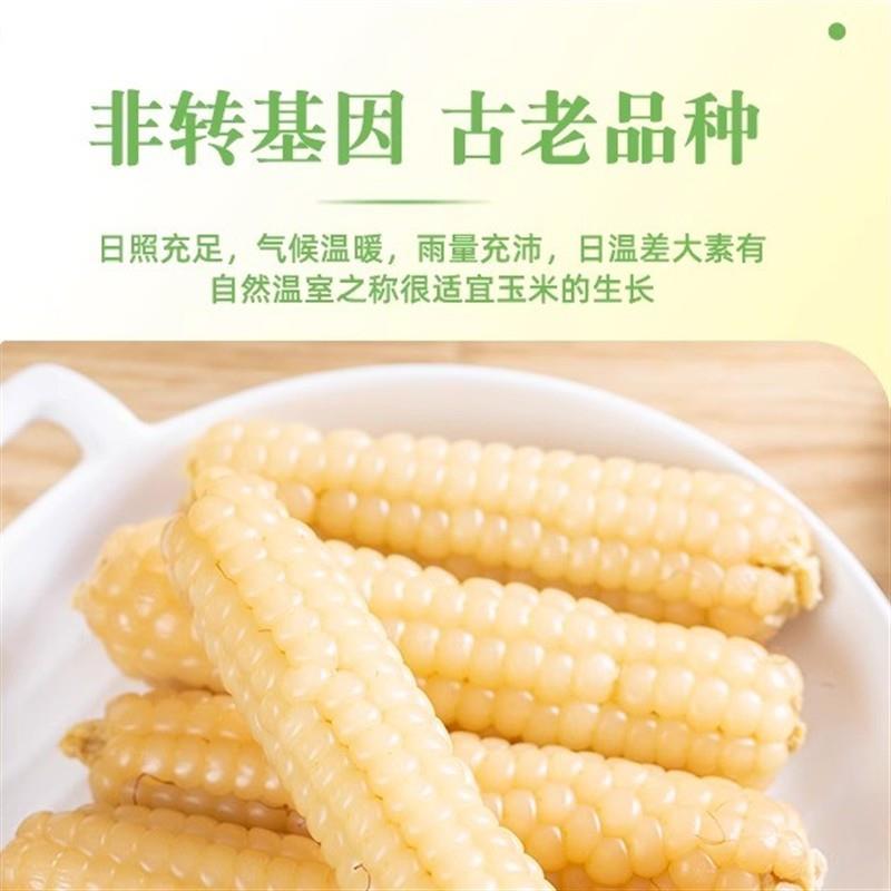 西双版纳拇指玉米新鲜云南母子香糯甜软手指小玉米棒迷你宝宝玉米