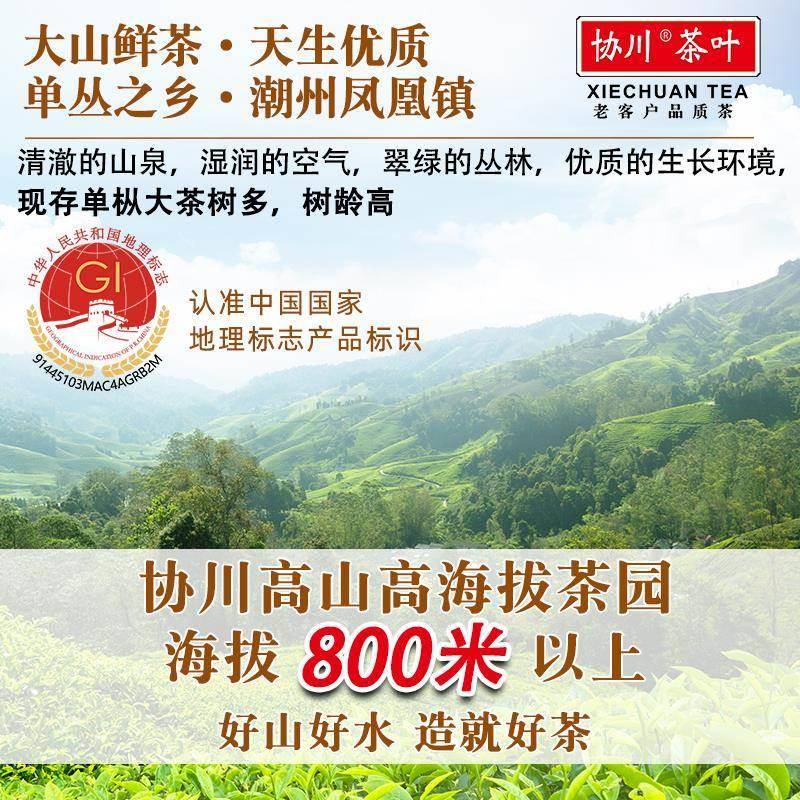 【茶香陪伴】蜜兰香单丛茶广东潮州乌岽单枞茶凤凰单丛凤凰山乌崇