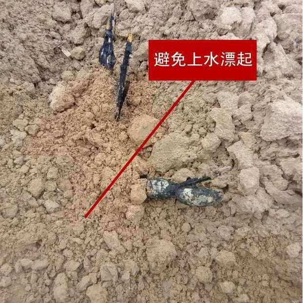 山东新鲜藕结莲藕老藕结藕结巴1.5斤包邮新鲜营养价值高新鲜藕头