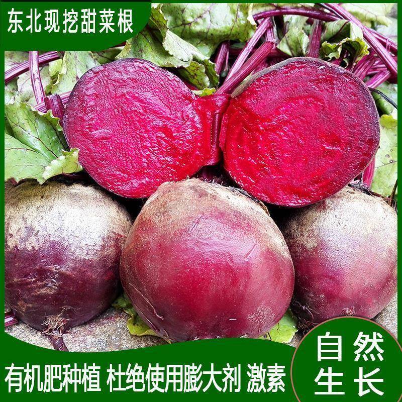 新鲜甜菜根 东北基地上市 红菜头 紫菜头 蔬菜农产品坏果必赔