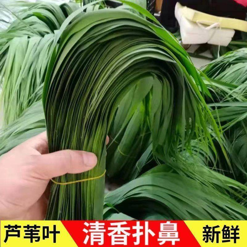 新店特惠本地粽叶免邮新鲜大芦苇叶农家苏北现采大号包粽子的叶子