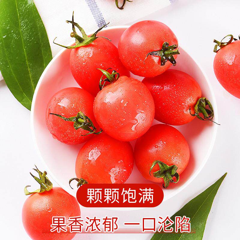新品圣女果千禧小番茄自然