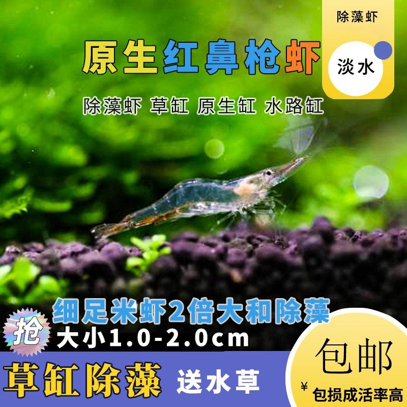 红鼻枪虾细足米虾m小型观赏虾草缸原生淡水工具除藻虾华南