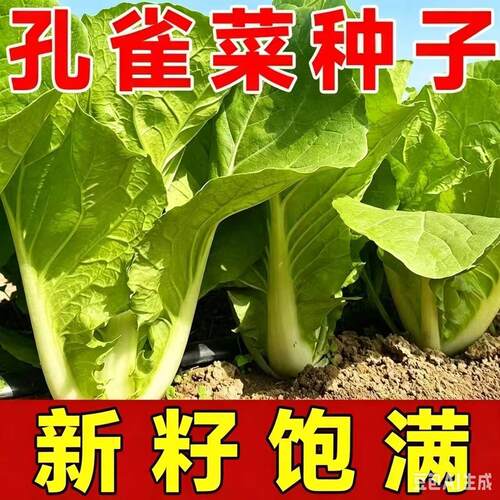 正宗绿孔雀菜种子耐高温