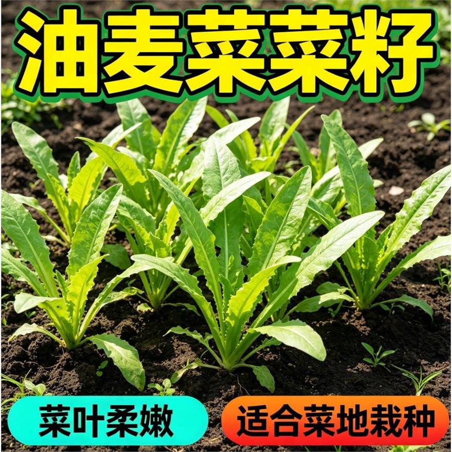 油麦菜种子大叶耐热四季农家阳台盆栽油麦苦菜大颗青菜蔬菜种籽