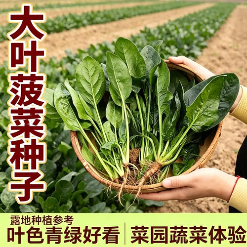 夏播耐热菠菜籽种山东红根大叶菠菜种子春四季农家蔬菜小叶波菜孑
