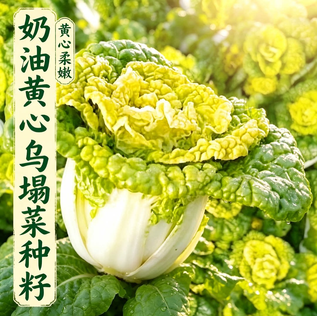 黄心乌种子乌塌菜菜种籽乌塔菜蔬菜种孑耐寒秋季四季菜种种源