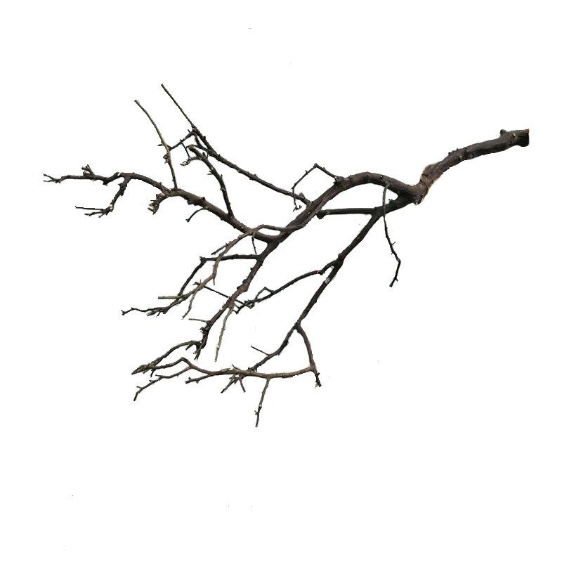 干树枝去皮树装饰干枝客厅枯枝设计挂灯墙K面干树插花挂件舞台摆