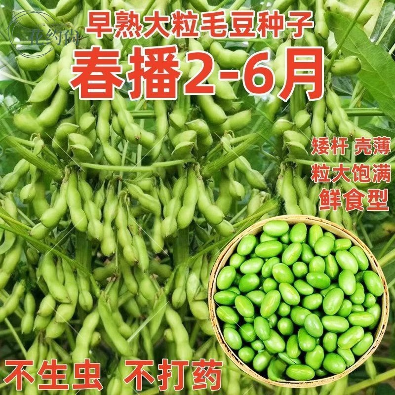 抗病耐寒高产早熟50天大粒