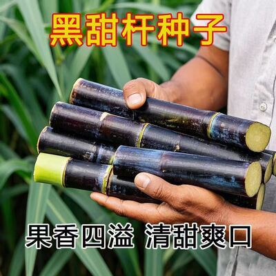 新款冰糖黑皮甜杆种子根度