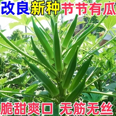 水果黄秋葵红苗蔬菜种籽高