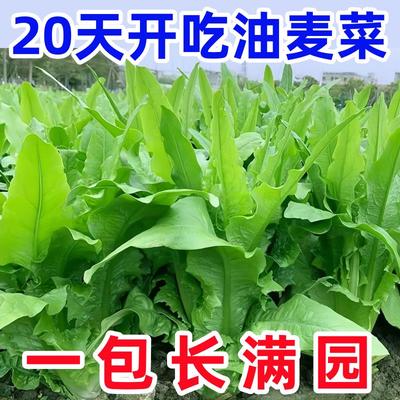 【今年新种】油麦菜子四季