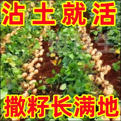 牧马山地瓜种籽早熟高产凉